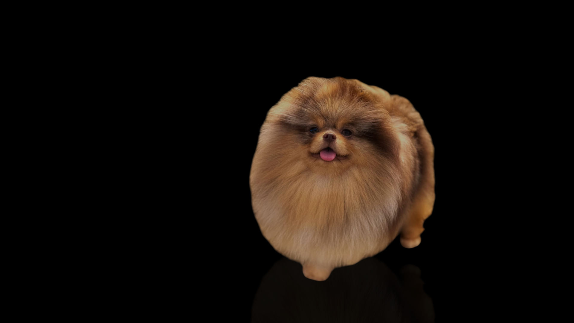 EN EA POMS TE ASESORAMOS SOBRE TODO LO RELACIONADO CON TU PELUDITO