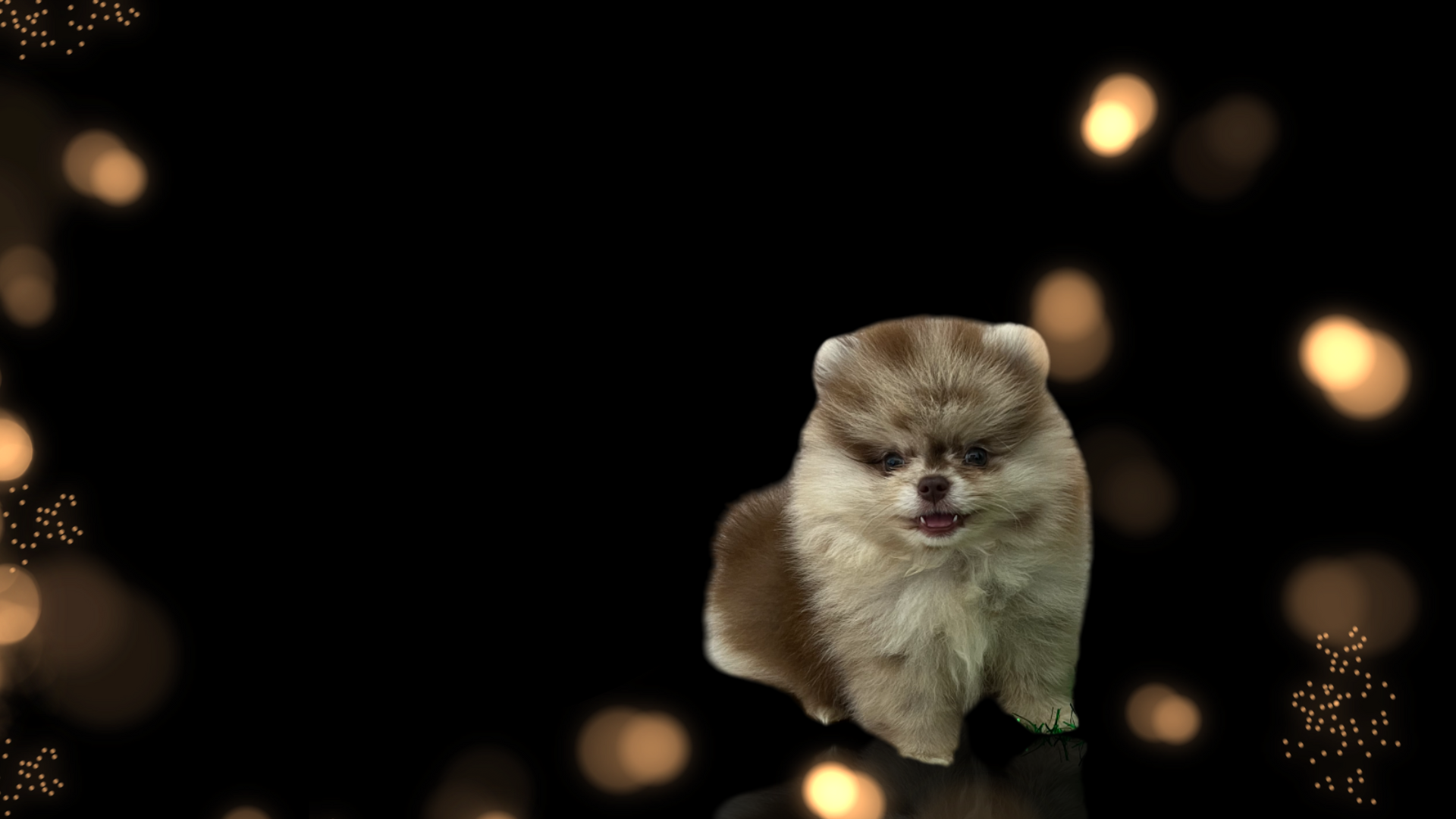 Que tus días estén llenos de amor, pelitos y momentos inolvidables junto a tu mejor amigo.